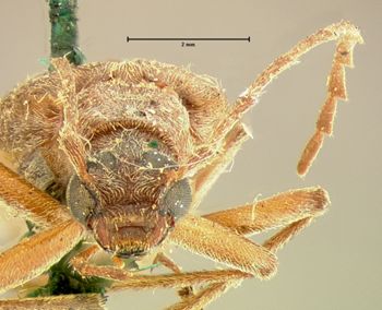 Media type: image;   Entomology 4786 Aspect: head frontal view